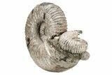 Tractor Ammonite (Douvilleiceras) Fossil - Monster Specimen! #207432-4